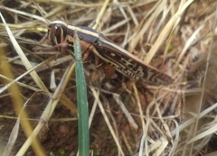 Schistocerca americana