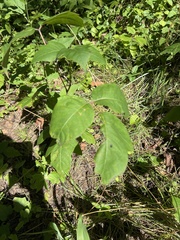 Toxicodendron radicans
