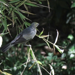 Thraupis palmarum