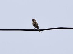 Serinus canaria