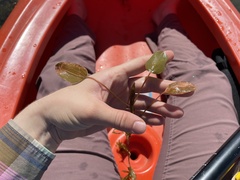 Potamogeton gramineus