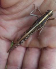 Schistocerca americana