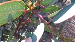 Eucalyptus marginata