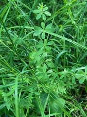 Galium triflorum