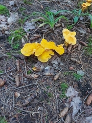 Cantharellus enelensis