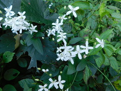 Clematis flammula