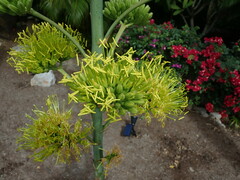 Agave angustifolia