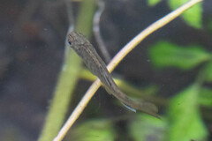 Oncorhynchus kisutch