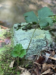 Waldsteinia