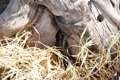 Trachylepis
