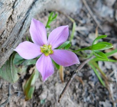 Sabatia angularis