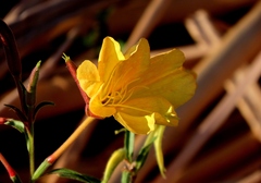 Oenothera elata
