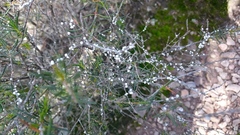Hypocalymma angustifolium