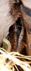 Trachylepis
