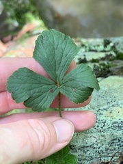 Waldsteinia