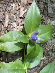 Gentiana clausa