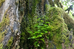Tiarella trifoliata trifoliata
