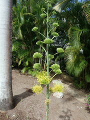 Agave angustifolia