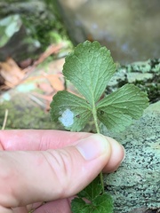 Waldsteinia