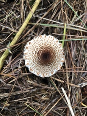 Lepiota clypeolaria