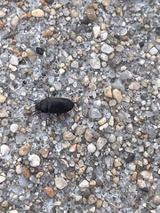 Blapstinus