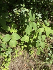 Toxicodendron