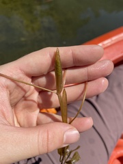 Potamogeton gramineus
