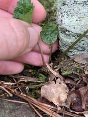 Waldsteinia