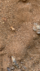 Cheiracanthium mildei