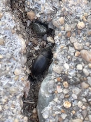 Blapstinus