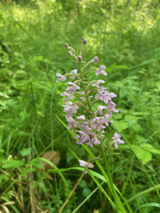 Platanthera psycodes