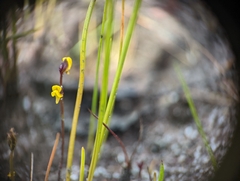 Utricularia juncea