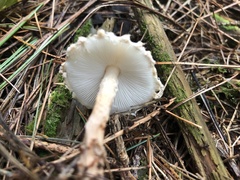 Lepiota clypeolaria