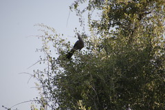 Corythaixoides concolor