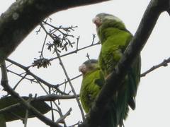 Brotogeris pyrrhoptera