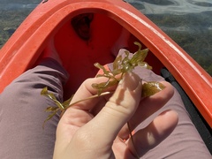 Potamogeton gramineus