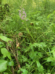 Platanthera psycodes