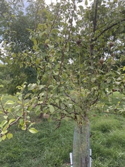 Pyrus