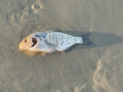 Amphistichus argenteus