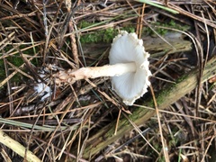 Lepiota clypeolaria