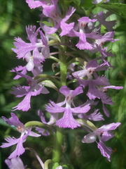 Platanthera psycodes