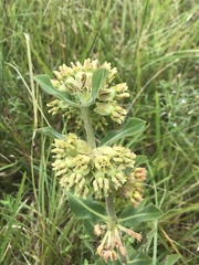 Asclepias obovata