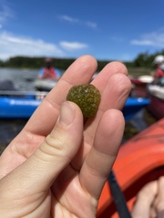 Pectinatella magnifica