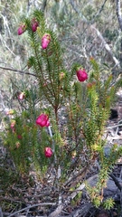 Darwinia