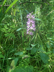 Platanthera psycodes