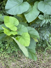 Catalpa speciosa