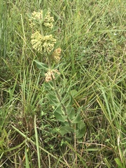 Asclepias obovata