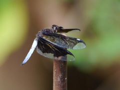 Image of Palpopleura lucia