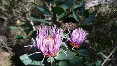 Proteaceae