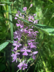 Platanthera psycodes